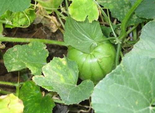 不熟的瓜可以吃不