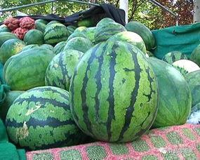 不熟的瓜可以吃不