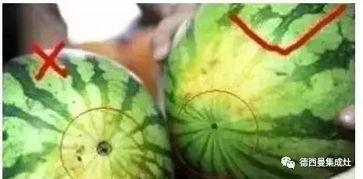 吃瓜看啥书,揭秘热门书籍背后的故事与启示