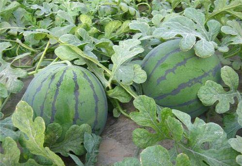瓜地可以吃吗,揭秘可食用的瓜类品种
