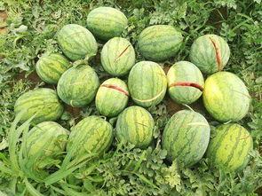 瓜地可以吃吗,揭秘可食用的瓜类品种