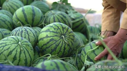 瓜地可以吃吗,揭秘可食用的瓜类品种