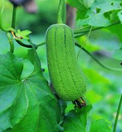 吃瓜生理不适,揭秘吃瓜生理不适之谜